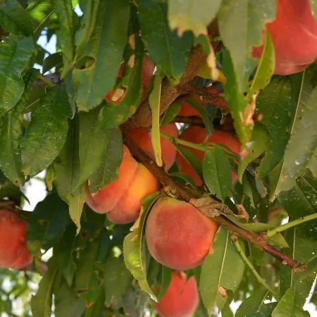 Puma Case de vacanță